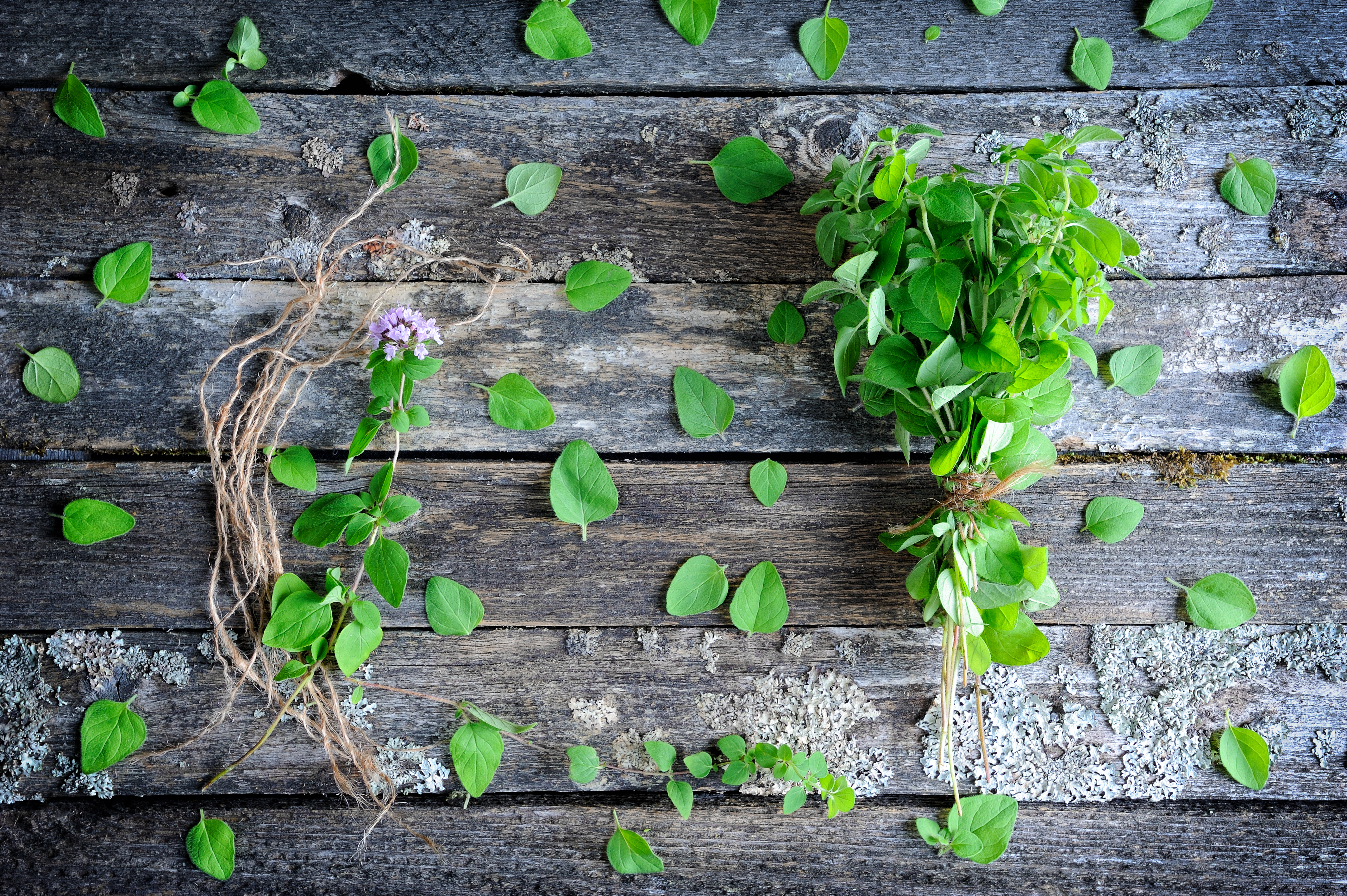 top 5 herbs to boost your immune system
