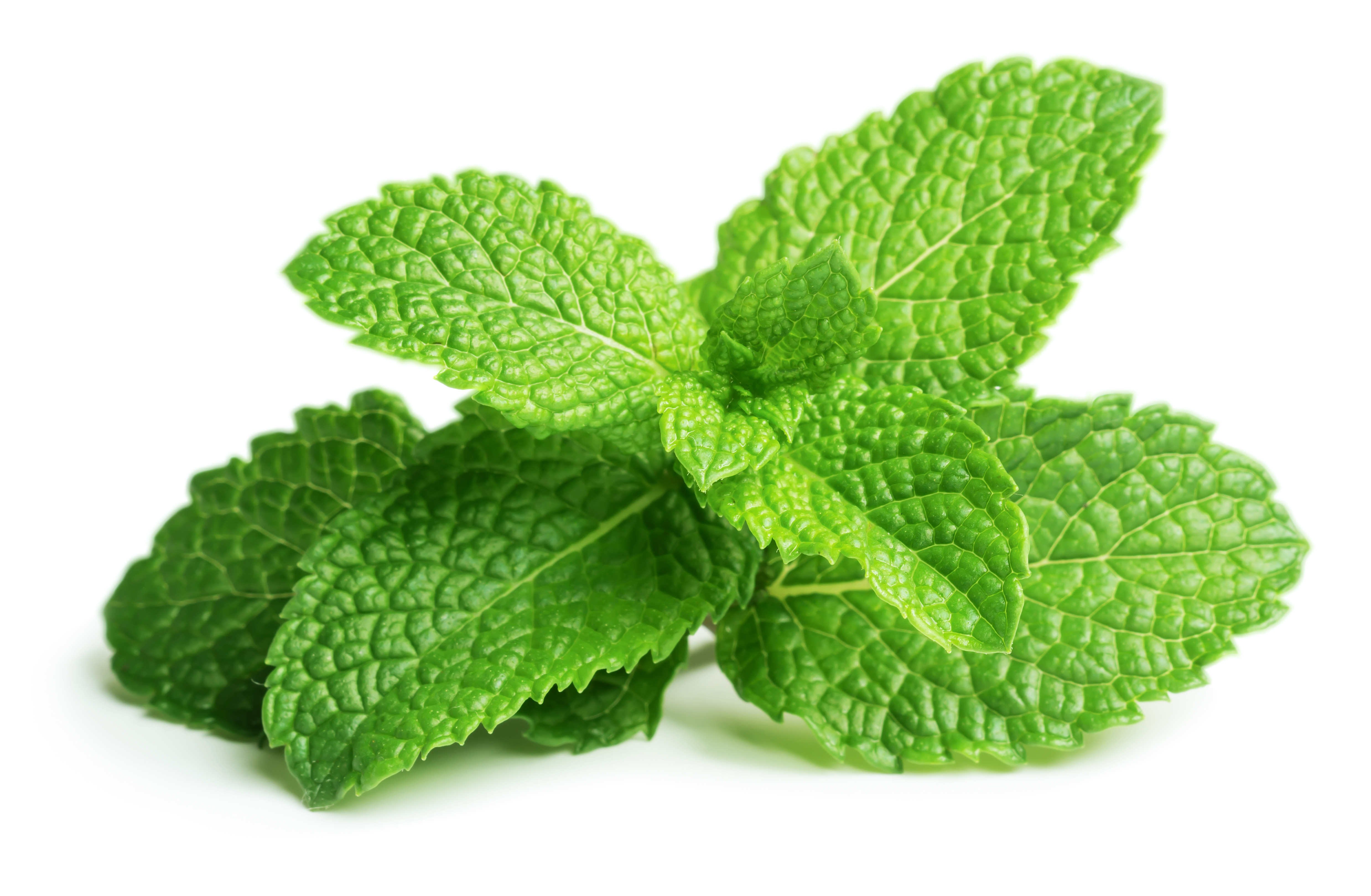 top 5 food herbs to boost your immune system