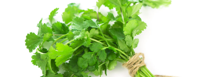 health benefits of cilantro